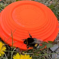 Sporting clay with bumblebee